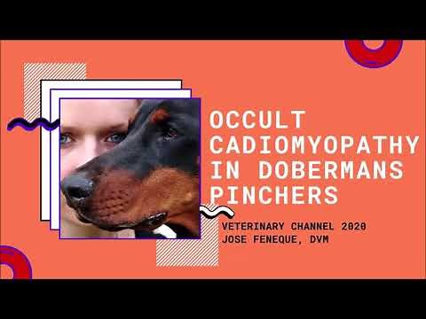The Diagnosis And Treatment Of Occult [Dilated] Cardiomyopathy In The Doberman Pinscher.