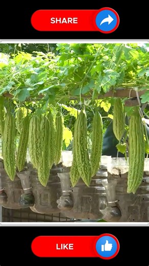 Organic Bitter Melon 🆕💘 | Small Vegetable Garden