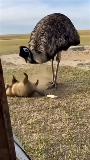 Never Try to Steal an Emu’s Food! 😲🥊#shorts