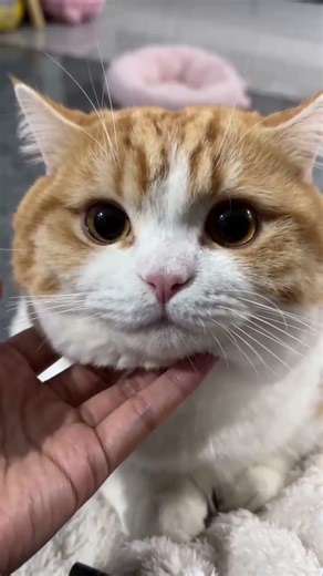 Is This an Orange Cat or a "Little Steamed Bun"? 🥺☁️ (Face Squish!) #cat #cute