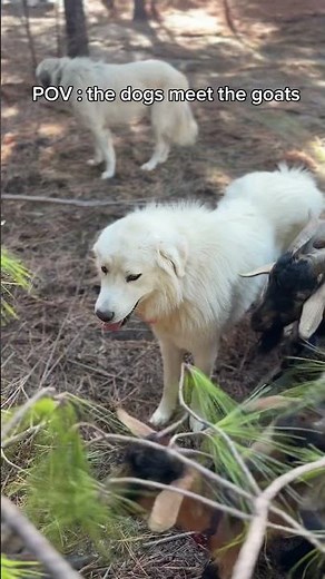 Adorable Dog-Goat Meetup: Watch These Cuties Play Together #DogLovers #GoatAdventures
