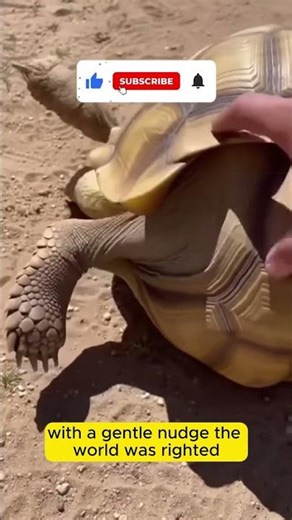 She was stuck on her back… kicking the air for help #shorts #viral #foryou #fy #turtle #animalrescue