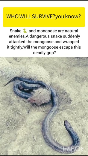 Snake deadly attack #snake #ukwildlife #usawildlife #naturefacts #shorts