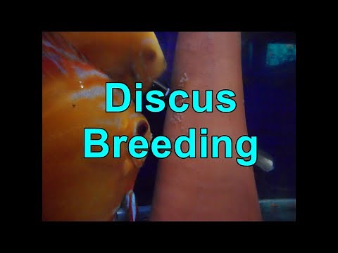 Discus Breeding & Discus Mating Behaviour