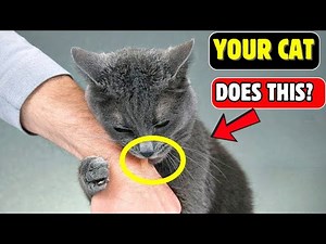 Why Does My Cat Do That? Your Complete Understanding Cat Behavior Guide