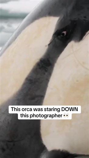 What does this mean, chat? 👀 🎥: @Richard Sidey #ocean #nature #orca #photography #staredown