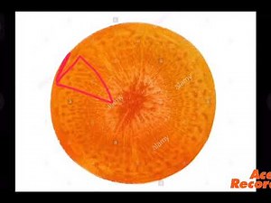 Chapter2 Lesson1 Transport in plants