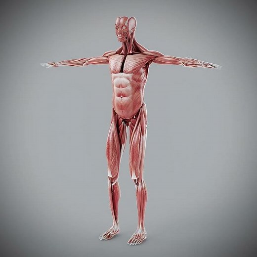3D Human Male Muscular Anatomy