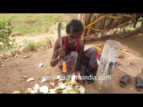 Traditional Doub palm fruit preparation by old man In village setting