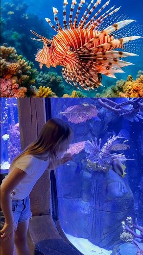 Kids Learn Why Does a Lionfish Have Spines