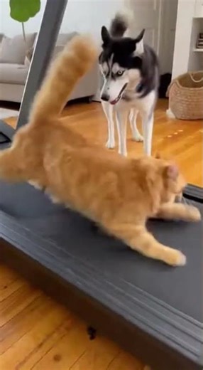 Cat Falls Off Treadmill… Then Immediately Seeks Revenge