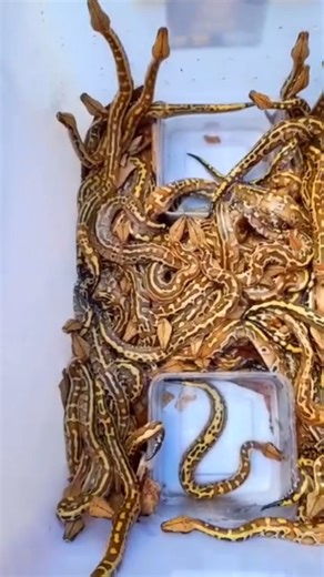 BABY PYTHON BRONGERSMAI (RED BANGKA) #pythonbrongersmai #bloodpython #bloodpythonsofinstagram #snakeofinstagram | Reptilehome