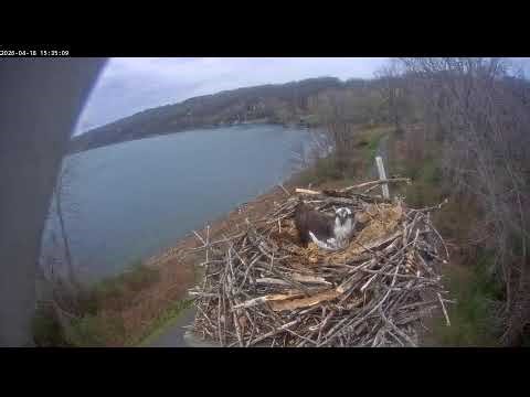 Salt Point Live Stream 04/18/2026 4:00 AM