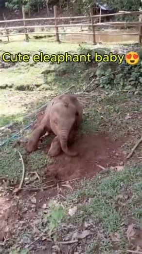 🤏 Small animals grew into dangerous 🦣