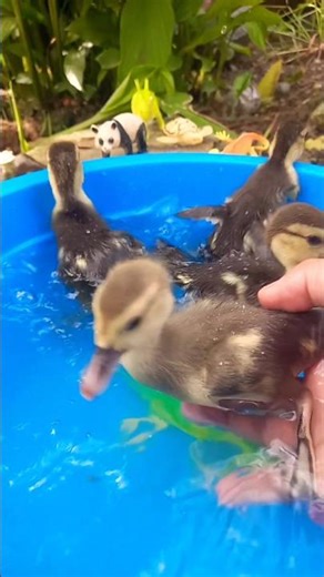 Cute Duck Swimming Day #duck #ducklingspro #cute #funny #shorts