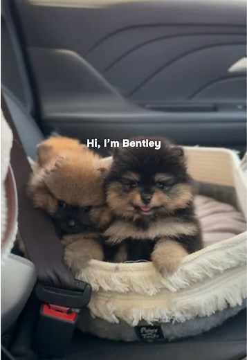 Meet Bentley: The Charming Black Tan Pomeranian