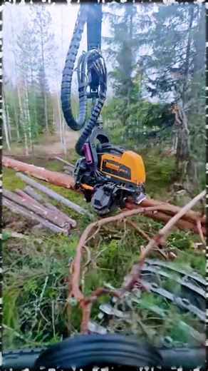 Part 016 Feller Buncher operator skills #woodworking