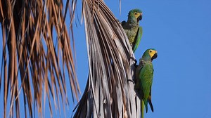 Red-bellied Macaw Orthopsittaca manilatus Minas Gerais, Brazil 🇧🇷 | North Africa Parrot Services