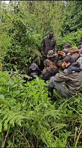 The Unforgettable Experience of Gorilla Trekking in UgandaGorilla trekking in Uganda offers a unique and exhilarating adventure for wildlife enthusiasts and nature lovers. Nestled in the heart of East Africa, Uganda is home to nearly half of the world's remaining mountain gorilla population, primarily found in Bwindi Impenetrable National Park and Mgahinga Gorilla National Park.During a gorilla trekking expedition, visitors embark on guided hikes through lush rainforests, where they have the rar