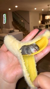 These are the coziest looking kitties 🐈‍⬛ | Fluffy Animals