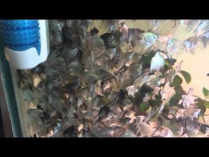 My Angelfish Breeding Room