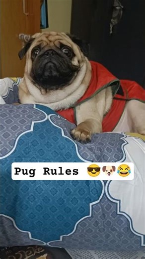 Pug Rules The World | It's Toto The Pug #funny #cutedog #mypug #puglife