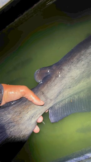 Beautiful Blue Catfish caught and released! Neuse River, NC #fishing #fishinglife #fishingaddict #catfishing #bigfish | Kody Kennedy
