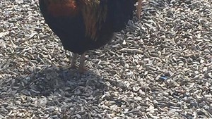 Rooster attacks kids