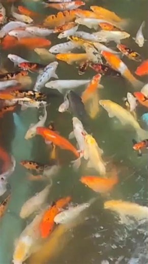 Under water Tunnel Aquarium Mysore 🐟🐠 #shorts