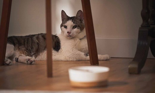 How To Tell If a Cat Is in Pain | PetMD