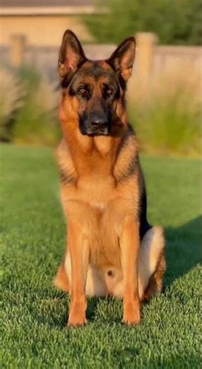 A Cucumber Shocked The Dog! 🐕🥒