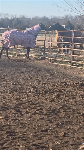 This is what I mean when I say STC Whatta Slick Guy is a saint. He gets tortured by this mare  poor guy | Stop the Clock barrel horses | Facebook