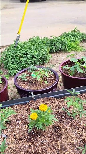 ‪@vevor.official‬ Metal Raised Planter Garden Boxes | Small Garden tips