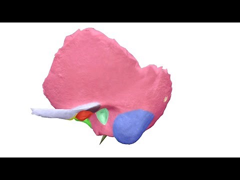 anatomie de l'os temporal