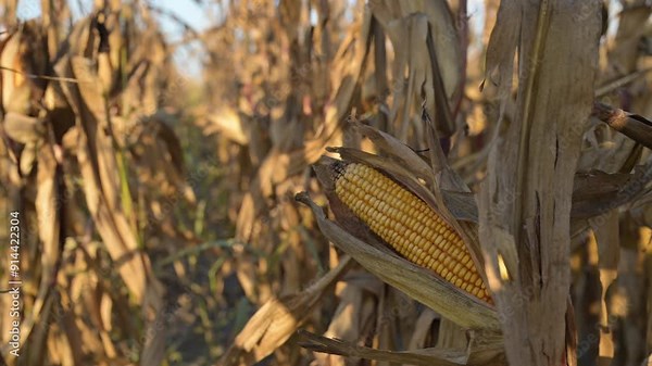 Maize crop is ready for harvest, yellow corn on the con in plantation field