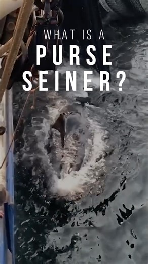 Sea Shepherd on Instagram: "🌊 You already know industrial fishing harms our planet — but how exactly does it impact ocean wildlife? In this video series, we break down different fishing methods. Today’s spotlight: purse seining: one of the most widely used techniques across the world’s oceans. ⚠️ Purse seine fishing is devastating: it captures entire schools of fish and causes massive amounts of bycatch 🐠🦀🐙 Every share helps uncover destructive practices the industry would rather keep hidden