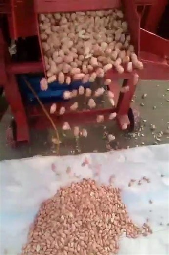 Peanut shelling machine working video groundnut peeling machinery #oilmill #peelingmachine #sheller
