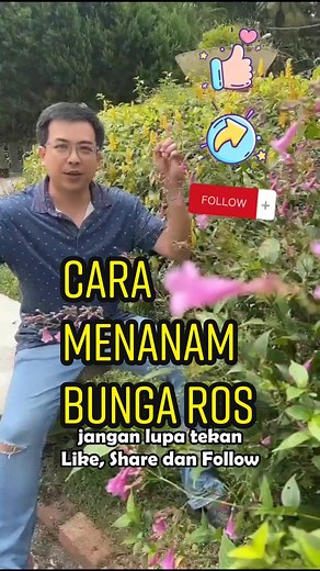 Cara Menanam Bunga Ros dari Keratan Batang