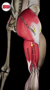 Boost Your Strength with Split-Stance Good Mornings! 🔥 The split-stance good morning with a kettlebell strengthens your posterior chain, focusing on the glutes and hamstrings while engaging your core for stability. 🌟 Why is it unique? The split stance keeps both feet grounded, with the back leg providing support for improved stability and reduced balance challenges. This position allows you to maintain better form and focus on muscle engagement. 🎯 The load is concentrated on the front leg, en