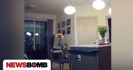 Γάτα μαθαίνει στο νέο γατάκι της οικογένειας τους «κανόνες του σπίτιου» - Δείτε το βίντεο