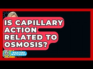 Is Capillary Action Related To Osmosis? - Weather Watchdog