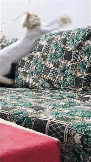 The sofa king in his natural habitat 😸👑 #pets #kitten #shorts