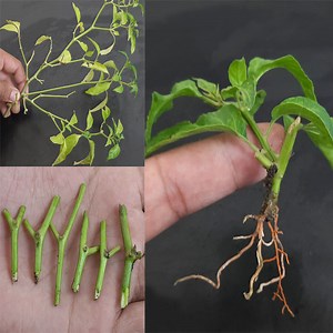 1.5M views · 18K reactions | How To Grow Chilli plant From Cutting (Easy Techniques) | Rana Craft | Facebook