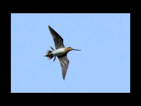 Snipe Drumming on Otmoor 13th April