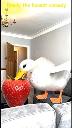 Marvelous Dancing Polish Cow funny DUCK cow dance Cow Song Videos cow farm giant strawberry asmr