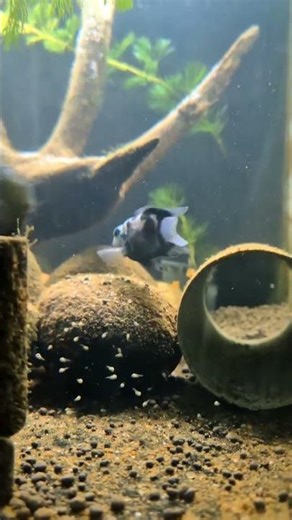 Blue Parrot Fish with Baby #shorts #trending #trendingshorts #aquarium