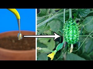 Burr gherkin maroon cucumber time lapse - seed to fruit (89 days)