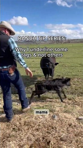 Tips for tagging calves