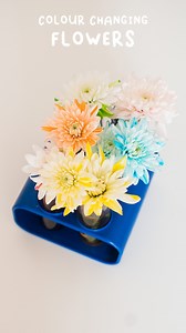 22 reactions | COLOUR CHANGING FLOWER EXPERIMENT This is such a fun,...