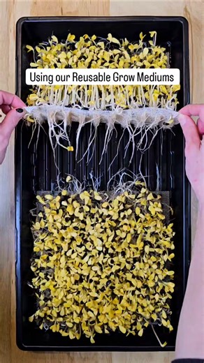 We primarily Grow Microgreens at Home on our Silicone Reusable Grow Mediums #microgreens